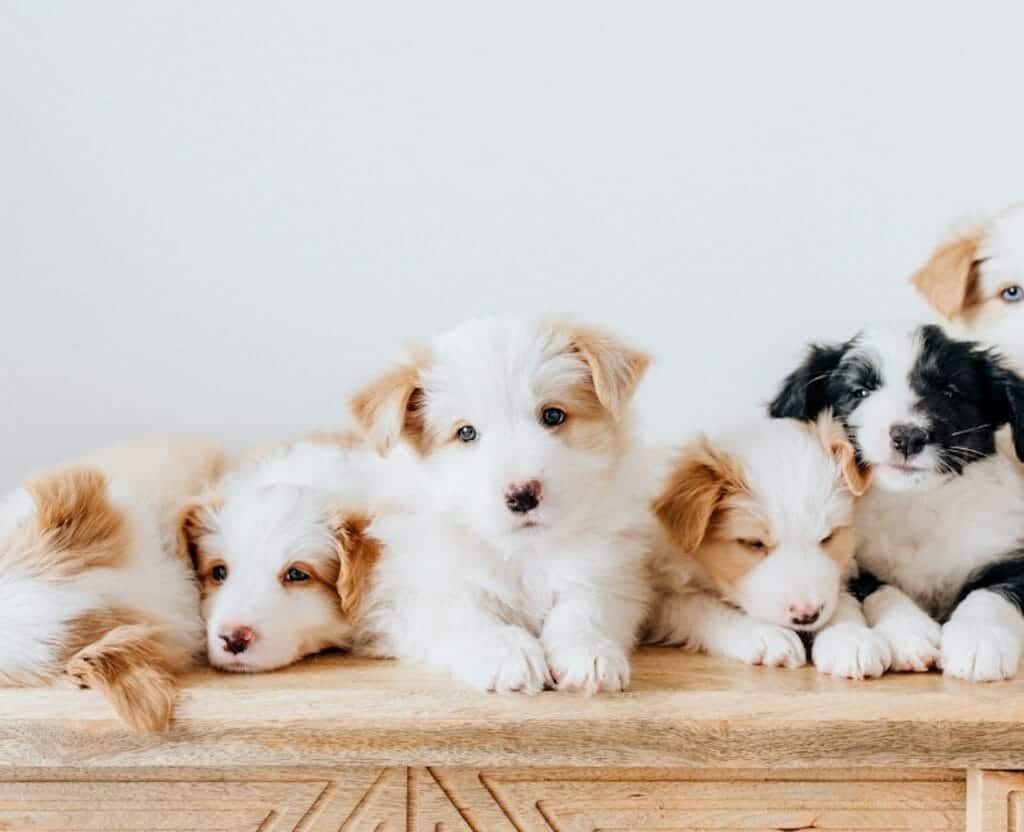 Buying from sustainable products: puppies